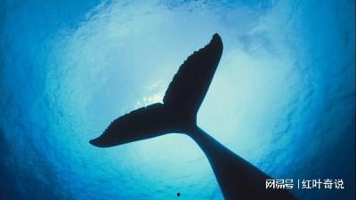 鲸的祖先图片,揭秘鲸的祖先神秘面纱