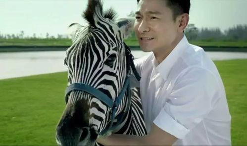 坠马明星,揭秘坠马明星的悲情人生轨迹”