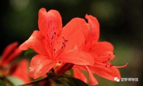 杜鹃花资料,春日里的艳丽使者与传说之花